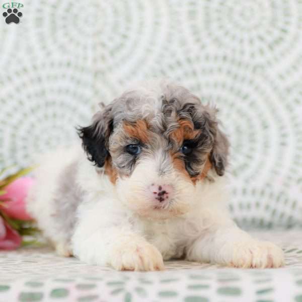 Samantha, Miniature Poodle Puppy